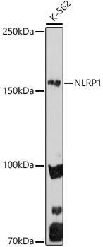 Western blot analysis of extracts of K-562 cells using NLRP1 Polyclonal Antibody at 1:1000 dilution.