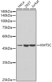 Western blot analysis of extracts of various cell lines using KMT5C Polyclonal Antibody at 1:1000 dilution.