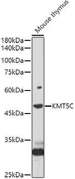 Western blot analysis of extracts of Mouse thymus using KMT5C Polyclonal Antibody at 1:1000 dilution.