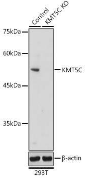 Western blot analysis of extracts from normal (control) and KMT5C Polyclonal Antibody knockout (KO) 293T cells using KMT5C Polyclonal Antibody at 1:500 dilution.