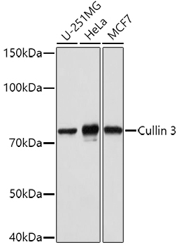 Western blot analysis of extracts of various cell lines using Cullin 3 Polyclonal Antibody at 1:1000 dilution.