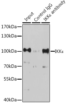 Immunoprecipitation analysis of 200ug extracts of K-562 cells, using 3 ug IKKε Polyclonal Antibody. Western blot was performed from the immunoprecipitate using IKKε Polyclonal Antibody at a dilution of 1:1000.