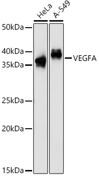 Western blot analysis of extracts of various cell lines using VEGFA Polyclonal Antibody at 1:1000 dilution.