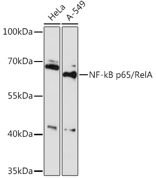 Western blot analysis of extracts of various cell lines using NF-kB p65/RelA Polyclonal Antibody at 1:500 dilution.