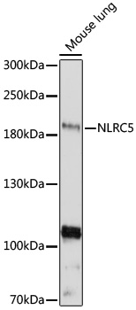 Western blot analysis of extracts of mouse lung using NLRC5 Polyclonal Antibody at 1:1000 dilution.