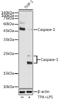 Western blot analysis of extracts of THP-1 cells using Caspase-1 Polyclonal Antibody at 1:500 dilution.THP-1 cells were treated by PMA/TPA (80 nM) at 37℃ for overnight and LPS (1 μg/ml) at 37℃ for 6 hours.