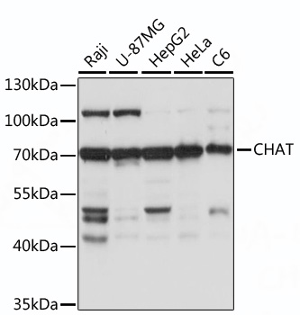 Western blot analysis of extracts of various cell line using CHAT Polyclonal Antibody at 1:1000 dilution.