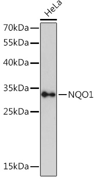 Western blot analysis of extracts of HeLa cells using NQO1 Polyclonal Antibody at 1:3000 dilution.