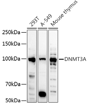 Western blot analysis of extracts of various cell lines using DNMT3A Polyclonal Antibody at 1:1000 dilution.