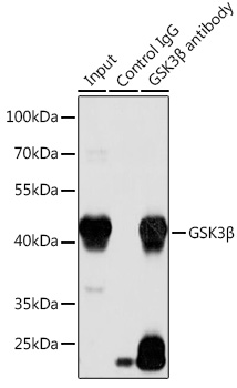 Immunoprecipitation analysis of 200ug extracts of LO2 cells using 3ug GSK3β Polyclonal Antibody. Western blot was performed from the immunoprecipitate using GSK3β Polyclonal Antibody at a dilution of 1:1000.