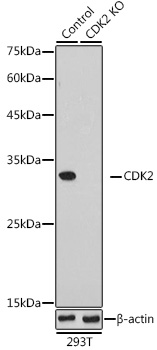 Western blot analysis of extracts from normal (control) and CDK2 knockout (KO) 293T cells using CDK2 Polyclonal Antibody at 1:1000 dilution.