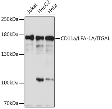 Western blot analysis of extracts of various cell lines using CD11a/LFA-1A/CD11a/LFA-1A/ITGAL Polyclonal Antibody at 1:1000 dilution.