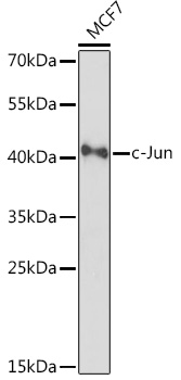 Western blot analysis of extracts of MCF7 cells using c-Jun Polyclonal Antibody at 1:3000 dilution.