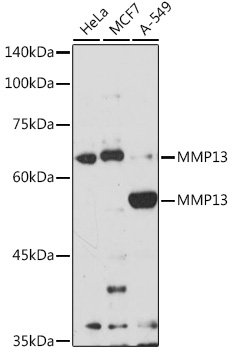 Western blot analysis of extracts of various cell lines using MMP13 Polyclonal Antibody at 1:1000 dilution.