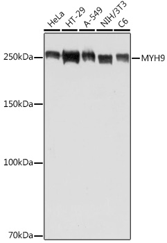 Western blot analysis of extracts of various cell lines using MYH9 Polyclonal Antibody at 1:500 dilution.