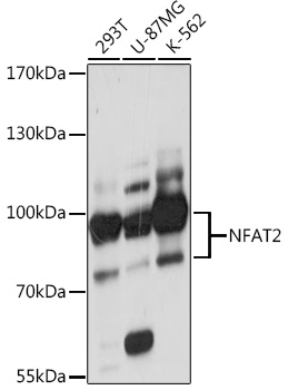 Western blot analysis of extracts of various cell lines using NFAT2 Polyclonal Antibody at 1:1000 dilution.