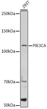Western blot analysis of extracts of 293T cells using PIK3CA Polyclonal Antibody at 1:1000 dilution.
