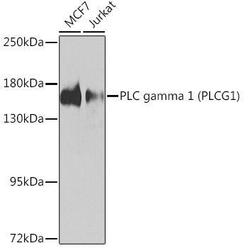 Western blot analysis of extracts of various cell lines using PLC gamma 1 Polyclonal Antibody at 1:1000 dilution.