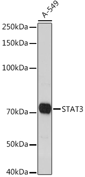 Western blot analysis of extracts of A-549 cells using STAT3 Polyclonal Antibody at 1:1000 dilution.