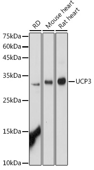 Western blot analysis of extracts of various cell lines using STX17 Polyclonal Antibody at 1:1000 dilution.