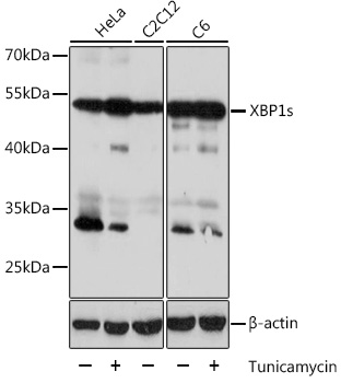 Western blot analysis of extracts of various cell lines using XBP1s Polyclonal Antibody at 1:1000 dilution.HeLa cells were treated by Tunicamycin (2 μg/mL) for 8 hours.C6 cells were treated by Tunicamycin (2 μg/mL) for 8 hours.