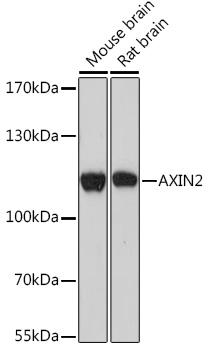 Western blot analysis of extracts of various cell lines using AXIN2 Polyclonal Antibody at 1:1000 dilution.