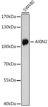 Western blot analysis of extracts of SW480 cells using AXIN2 Polyclonal Antibody at 1:1000 dilution.