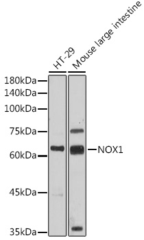 Western blot analysis of extracts of various cell lines using NOX1 Polyclonal Antibody at 1:500 dilution.