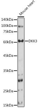 Western blot analysis of extracts of Mouse heart using DKK3 Polyclonal Antibody at 1:1000 dilution.