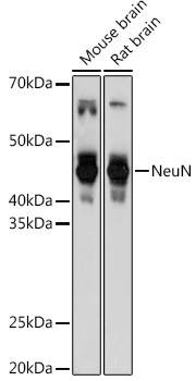 Western blot analysis of extracts of various cell lines using NeuN Polyclonal Antibody at 1:1000 dilution.