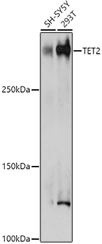 Western blot analysis of extracts of various cell lines using TET2 Polyclonal Antibody at 1:500 dilution.