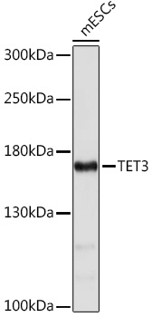 Western blot analysis of extracts of mESCs cells using TET3 Polyclonal Antibody at 1:1000 dilution.