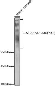 Western blot analysis of extracts of Mouse stomach using Mucin 5AC Polyclonal Antibody at 1:1000 dilution.