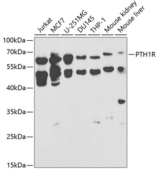 Western blot analysis of extracts of various cell lines using PTH1R Polyclonal Antibody at 1:1000 dilution.