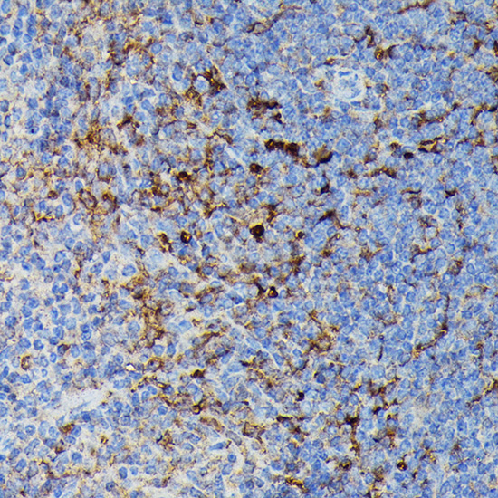 Immunohistochemistry of paraffin-embedded Mouse spleen using HLA-DPB1 Polyclonal Antibody at dilution of 1:100 (40x lens).Perform high pressure antigen retrieval with 10 mM citrate buffer pH 6.0 before commencing with IHC staining protocol.