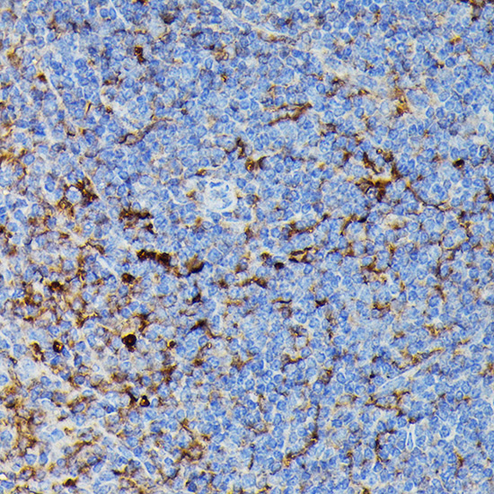 Immunohistochemistry of paraffin-embedded Rat spleen using HLA-DPB1 Polyclonal Antibody at dilution of 1:100 (40x lens).Perform high pressure antigen retrieval with 10 mM citrate buffer pH 6.0 before commencing with IHC staining protocol.