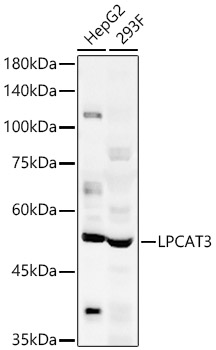 Western blot analysis of various lysates using LPCAT3 Polyclonal Antibody at 1:500 dilution.