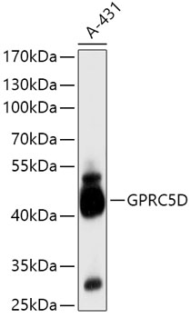 Western blot analysis of extracts of A-431 cells using GPRC5D Polyclonal Antibody at 1:1000 dilution.