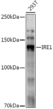 Western blot analysis of extracts of 293T cells using IRE1 Polyclonal Antibody at 1:1000 dilution.