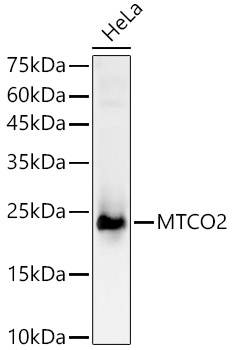 Western blot analysis of HeLa using MTCO2 Polyclonal Antibody at 1:2000 dilution.