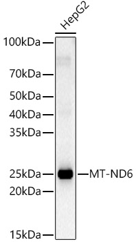 Western blot analysis of HepG2 using MT-ND6 Polyclonal Antibody at 1:2000 dilution.