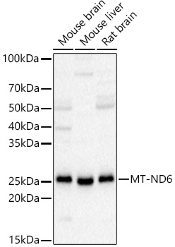 Western blot analysis of various lysates using MT-ND6 Polyclonal Antibody at 1:2000 dilution.
