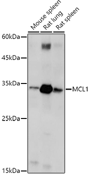 Western blot analysis of extracts of various cell lines using MCL1 Polyclonal Antibody at 1:1000 dilution.