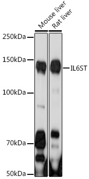 Western blot analysis of extracts of various cell lines using IL6ST Polyclonal Antibody at 1:1000 dilution.