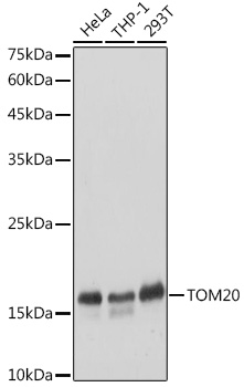 Western blot analysis of extracts of various cell lines using TOM20 Polyclonal Antibody at 1:3000 dilution.