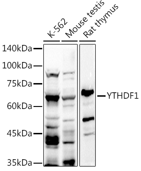 Western blot analysis of extracts of various cell lines using YTHDF1 Polyclonal Antibody at 1:1000 dilution.