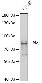 Western blot analysis of extracts of various cell lines using PML Polyclonal Antibody at 1:1000 dilution.
