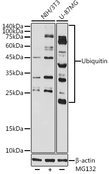 Western blot analysis of extracts of various cell lines using Ubiquitin Polyclonal Antibody at 1:1000 dilution.NIH/3T3 cells were treated by MG132(50 μM) at 37℃ for 90 minutes.