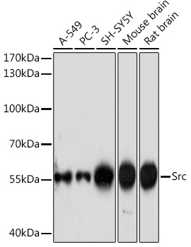 Western blot analysis of extracts of various cell lines using Src Polyclonal Antibody at 1:1000 dilution.