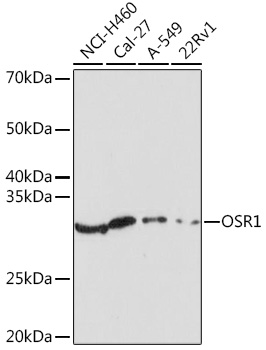 Western blot analysis of extracts of various cell lines using OSR1 Polyclonal Antibody at 1:1000 dilution.